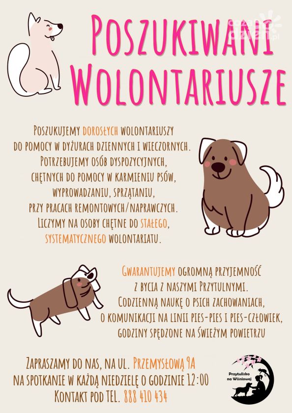 Poszukiwani wolontariusze do schroniska. W zamian? Przyjemność z bycia ze zwierzętami