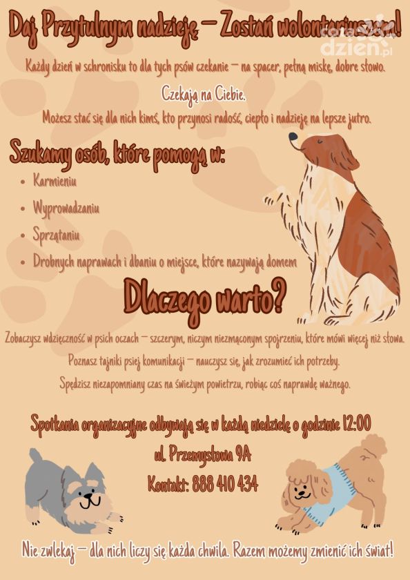 Wolontariat w Przytulisku na Wiśniowej – Twoja Szansa na Pomoc Psom w Potrzebie