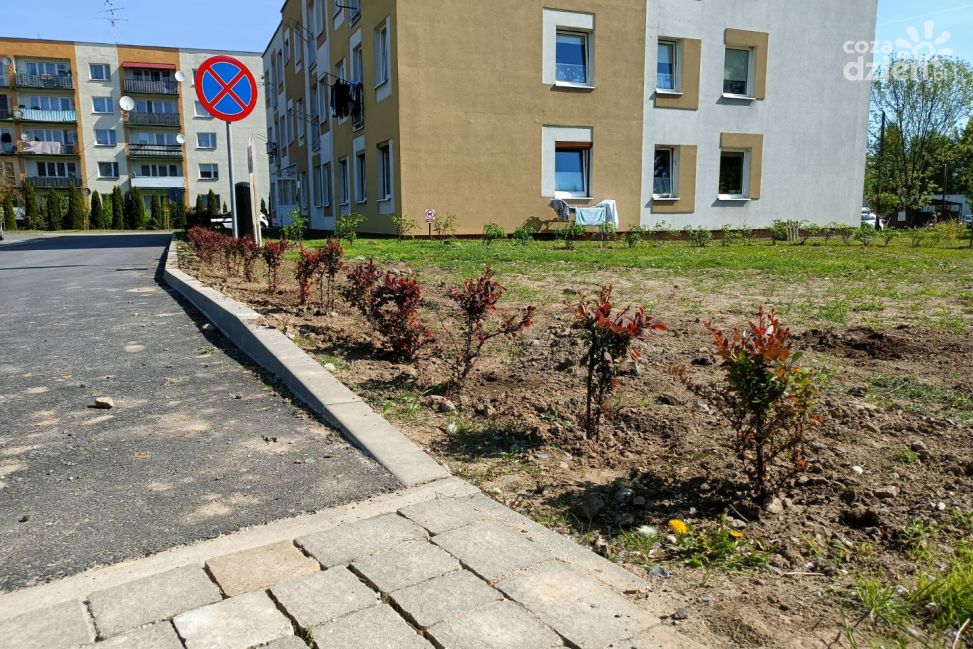 Nowe drzewa i krzewy ozdobne w Sandomierzu