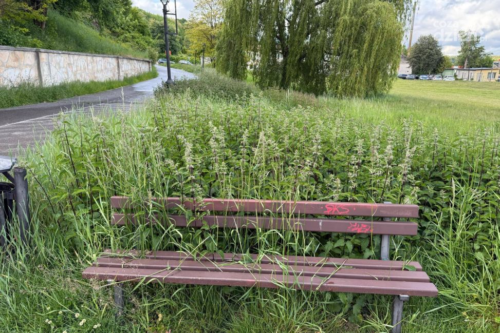 Pokrzywy, dziury i interpelacje
