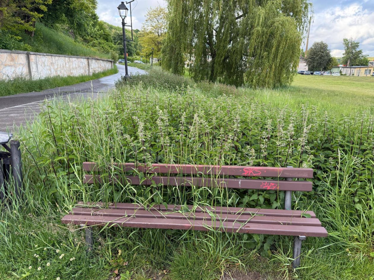 Pokrzywy, dziury i interpelacje