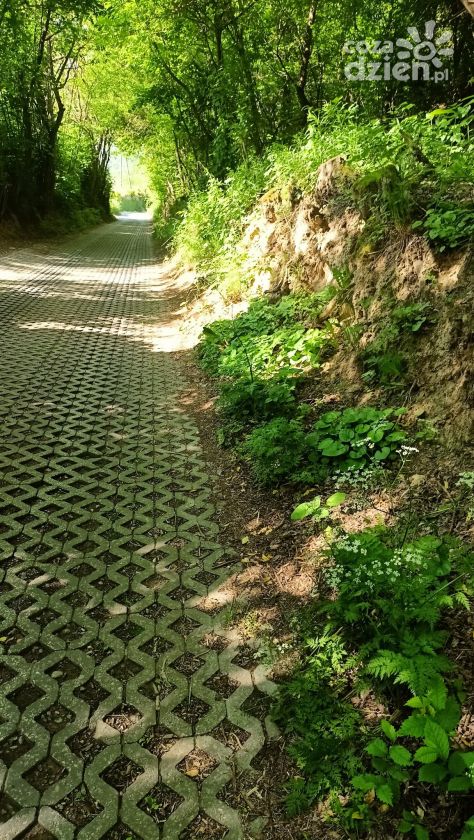 Radny apeluje o ratunek dla przyrodniczego wąwozu przy ul. Podmiejskiej