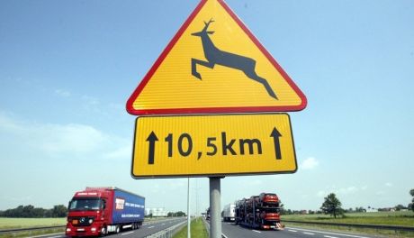 Zderzenie z dzikim zwierzęciem – nie panikuj, działaj!