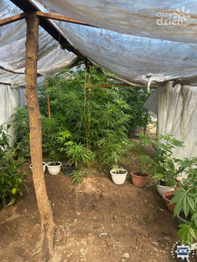 Sandomierscy kryminalni zlikwidowali plantację konopi i zabezpieczyli narkotyki