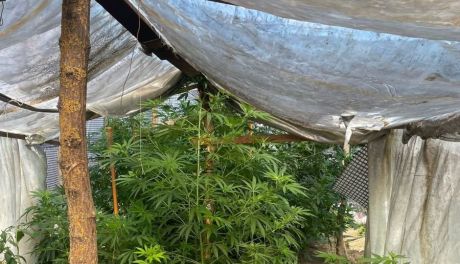 Sandomierscy kryminalni zlikwidowali plantację konopi i zabezpieczyli narkotyki