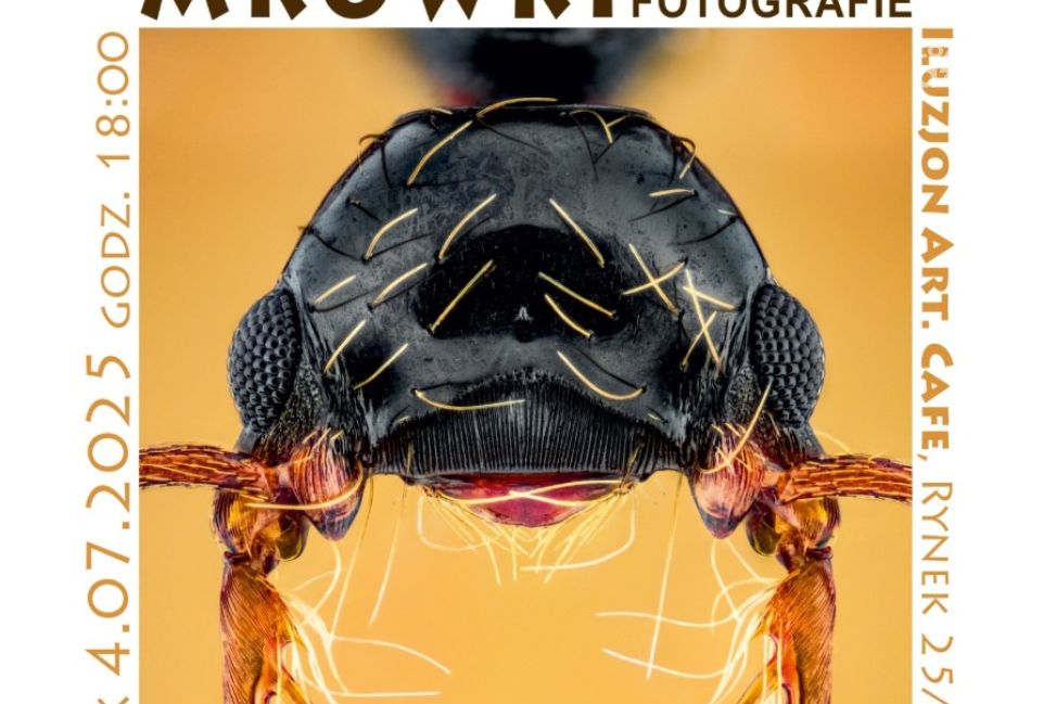 Sandomierz pod lupą – niezwykła wystawa makrofotografii mrówek Kamila Stajniaka