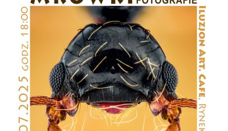 Sandomierz pod lupą – niezwykła wystawa makrofotografii mrówek Kamila Stajniaka