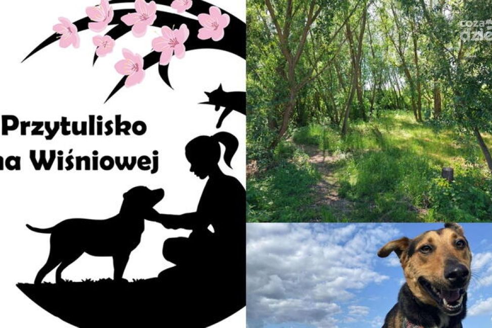 Nowy wybieg dla czworonogów z Wiśniowej. Ruszyła zbiórka na adaptację zielonego terenu