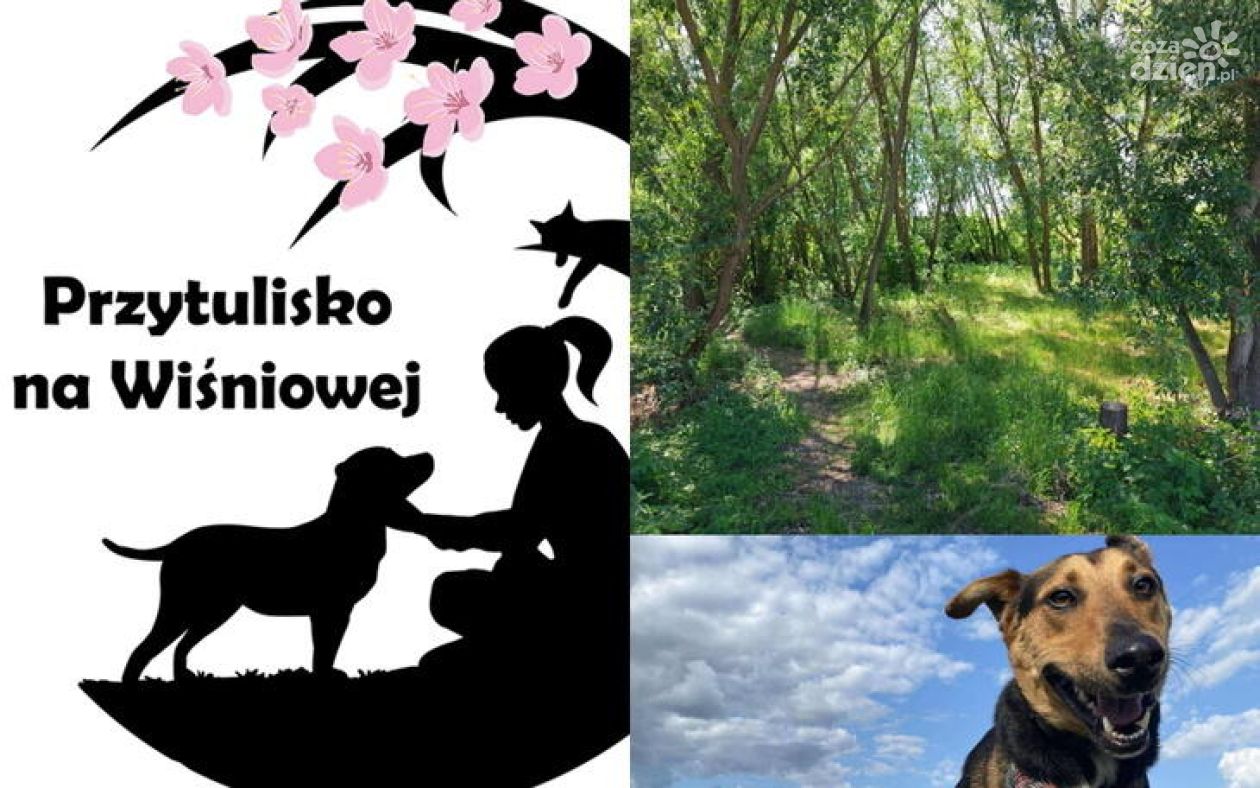 Nowy wybieg dla czworonogów z Wiśniowej. Ruszyła zbiórka na adaptację zielonego terenu