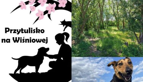 Nowy wybieg dla czworonogów z Wiśniowej. Ruszyła zbiórka na adaptację zielonego terenu