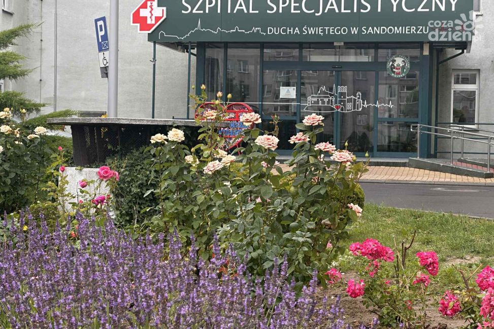 Zielona metamorfoza wokół sandomierskiego szpitala. Ponad 200 drzew i nowe plany na przyszłość