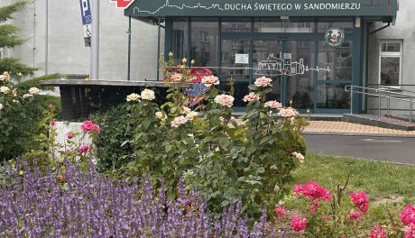 Zielona metamorfoza wokół sandomierskiego szpitala. Ponad 200 drzew i nowe plany na przyszłość