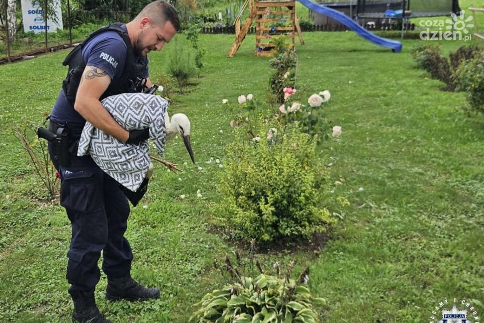 Policjanci z Dwikóz uratowali ranną sarnę i bociana