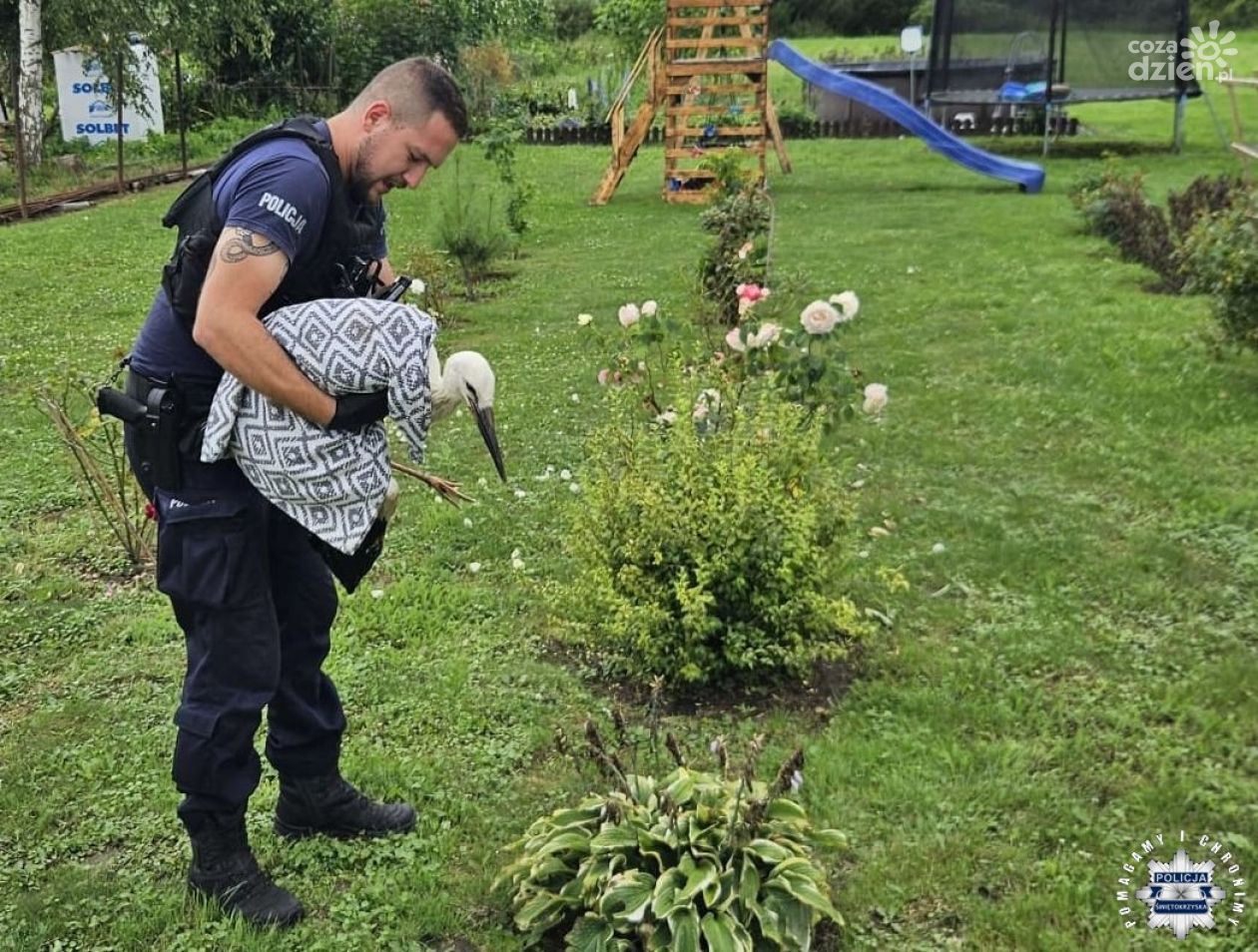 Policjanci z Dwikóz uratowali ranną sarnę i bociana