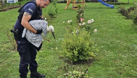 Policjanci z Dwikóz uratowali ranną sarnę i bociana