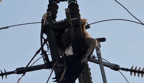 Zwarcie przez bociana. Niezwykła interwencja strażaków w Jamnicy