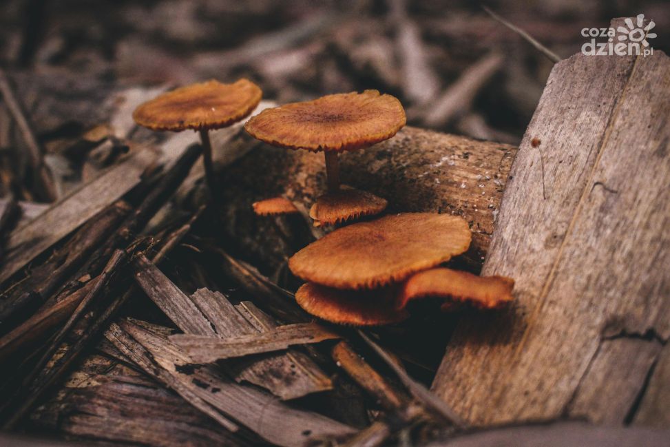 Policja apeluje do grzybiarzy: zachowajmy ostrożność w lesie