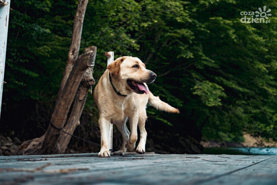 IV Sandomierski Dogtrekking Wiśniowy już w październiku
