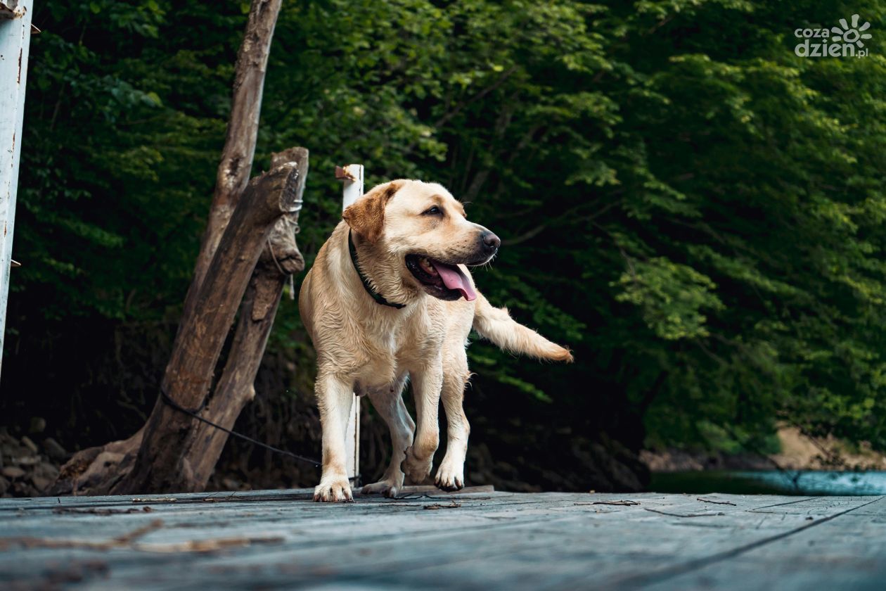 IV Sandomierski Dogtrekking Wiśniowy już w październiku