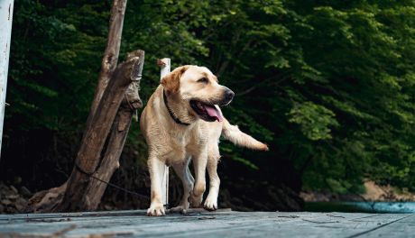 IV Sandomierski Dogtrekking Wiśniowy przełożony na wiosnę