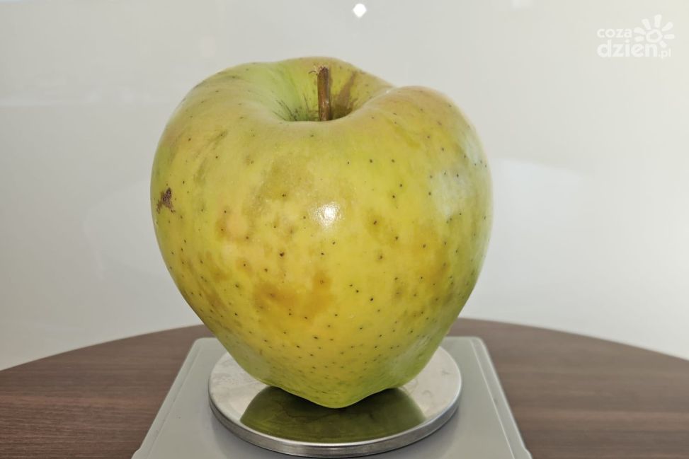 Rekordowe jabłko z Głazowa – 1,33 kilograma czystej pasji
