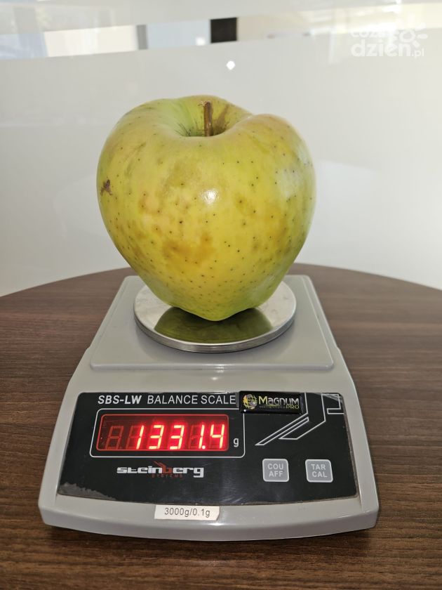 Rekordowe jabłko z Głazowa – 1,33 kilograma czystej pasji