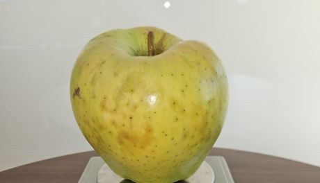 Rekordowe jabłko z Głazowa – 1,33 kilograma czystej pasji
