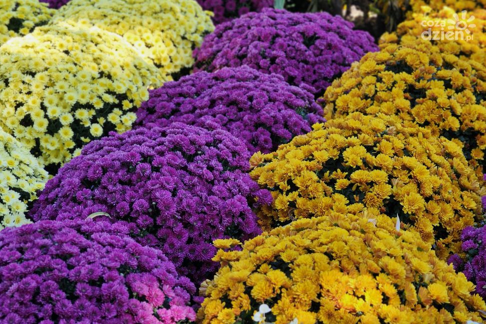 Chryzantema – kwiat Święta Zmarłych