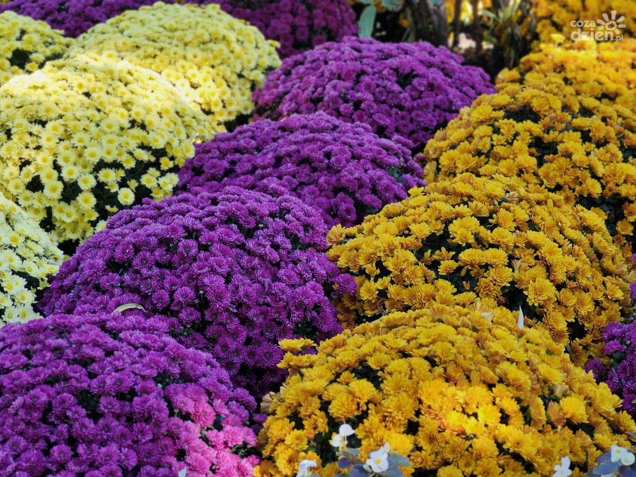 Chryzantema – kwiat Święta Zmarłych