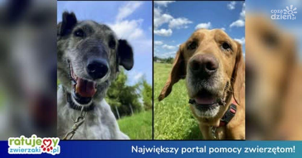 Przytulisko na Wiśniowej ponownie w konkursie „Łap dotację na Organizację”