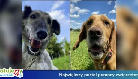 Przytulisko na Wiśniowej ponownie w konkursie „Łap dotację na Organizację”