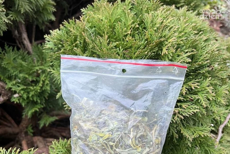 Marihuana w krzewie tui. Policjanci z Sandomierza zatrzymali 42-latka z narkotykami