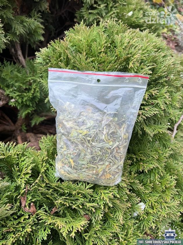 Marihuana w krzewie tui. Policjanci z Sandomierza zatrzymali 42-latka z narkotykami