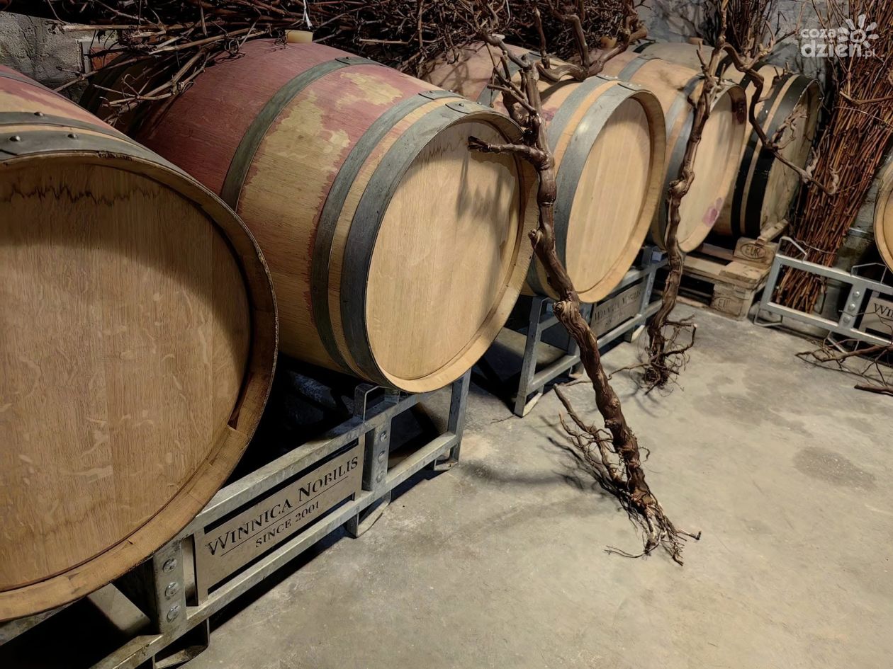 Sandomierscy winiarze zadowoleni z tegorocznych zbiorów. „Wina zapowiadają się znakomicie”