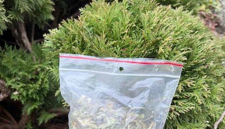 Marihuana w krzewie tui. Policjanci z Sandomierza zatrzymali 42-latka z narkotykami