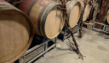 Sandomierscy winiarze zadowoleni z tegorocznych zbiorów. „Wina zapowiadają się znakomicie”