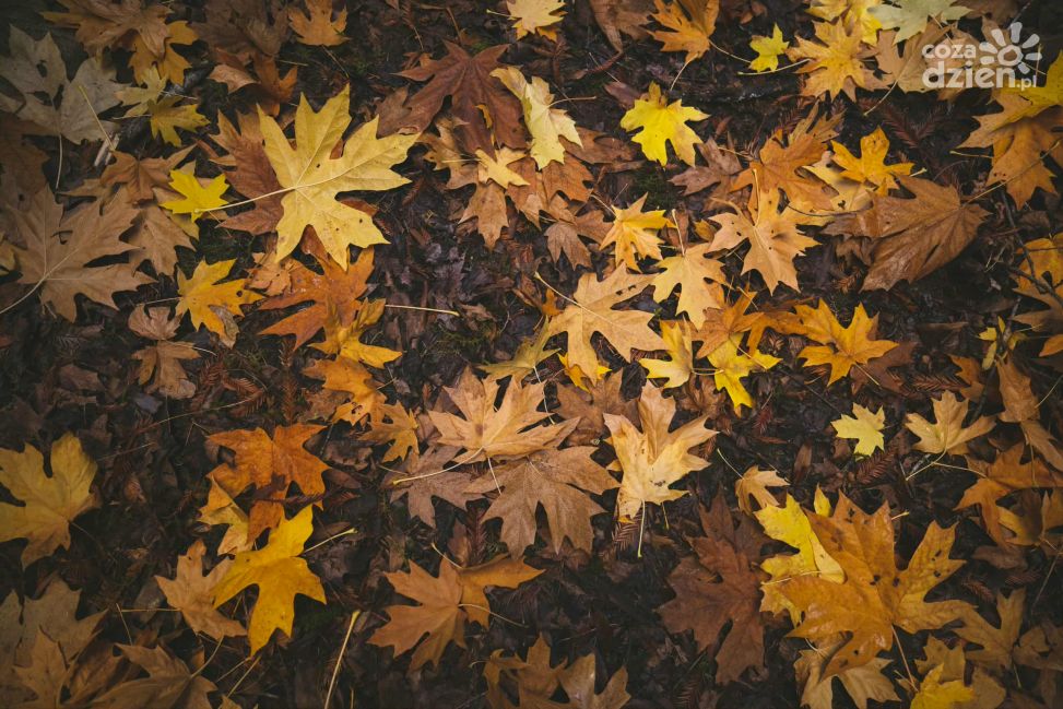 Liść opadł - czyli jesień w kolorach