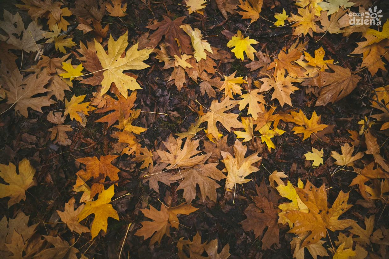 Liść opadł - czyli jesień w kolorach