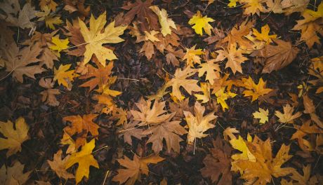 Liść opadł - czyli jesień w kolorach