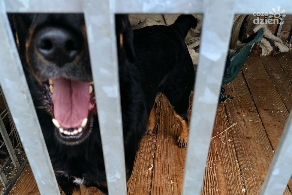 Nowy wybieg dla psów w Sandomierzu i… kryminalna promocja miasta