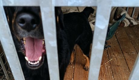 Nowy wybieg dla psów w Sandomierzu i… kryminalna promocja miasta