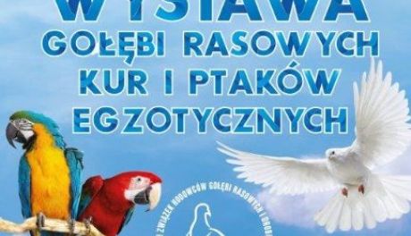 Sandomierz zaprasza na barwną wystawę ptactwa rasowego i egzotycznego
