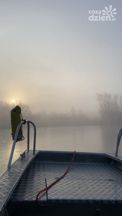 Strażacy uwolnili łabędzia uwięzionego w lodzie w Koprzywnicy
