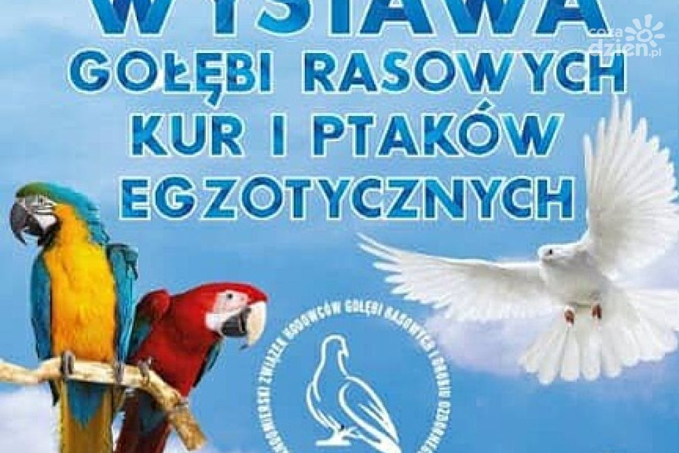 W Sandomierzu trwa barwna wystawa gołębi rasowych i ptaków egzotycznych