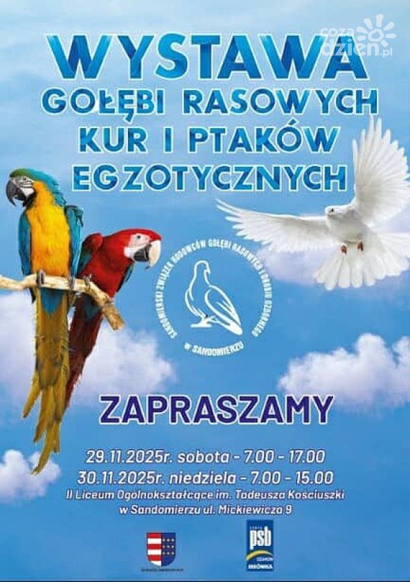 W Sandomierzu trwa barwna wystawa gołębi rasowych i ptaków egzotycznych