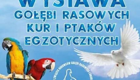W Sandomierzu trwa barwna wystawa gołębi rasowych i ptaków egzotycznych
