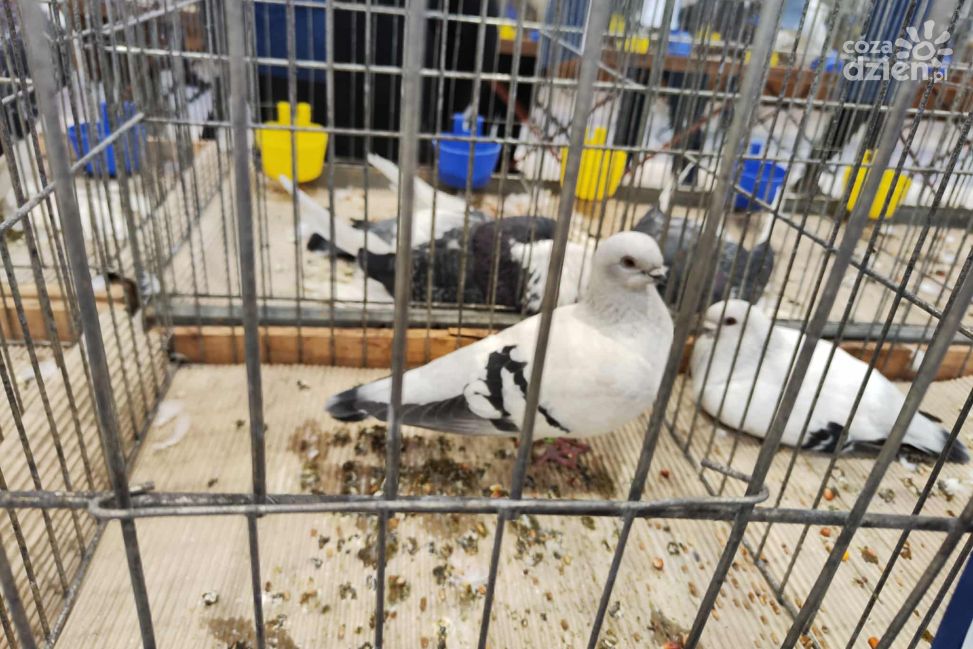 II LO w Sandomierzu po raz pierwszy gospodarzem dużej wystawy ptaków. Zobaczcie galerie zdjęć.