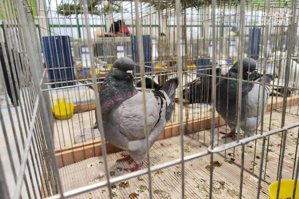 II LO w Sandomierzu po raz pierwszy gospodarzem dużej wystawy ptaków. Hodowcy i goście dopisali