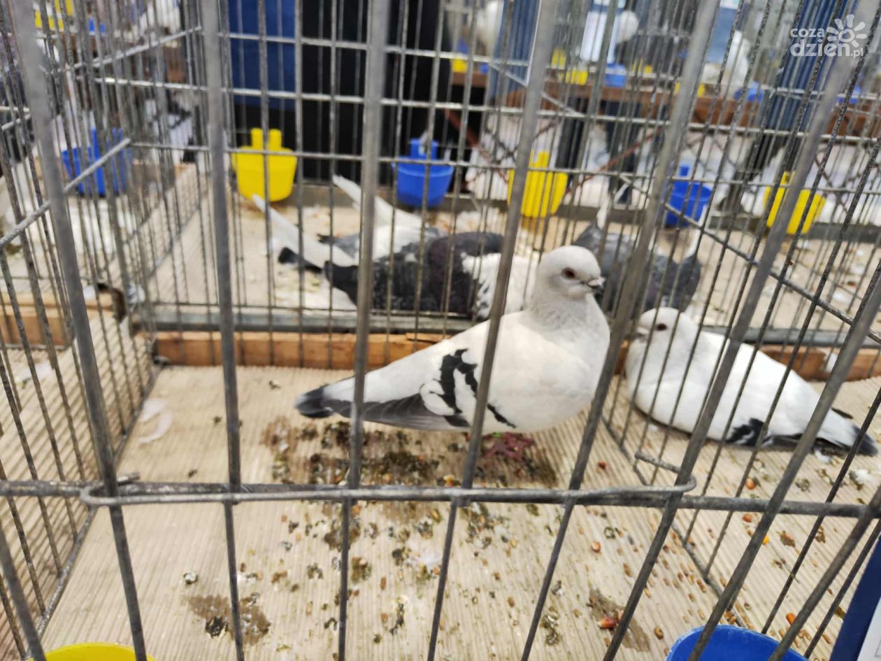 II LO w Sandomierzu po raz pierwszy gospodarzem dużej wystawy ptaków. Zobaczcie galerie zdjęć.