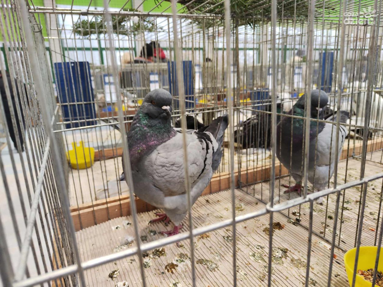 II LO w Sandomierzu po raz pierwszy gospodarzem dużej wystawy ptaków. Hodowcy i goście dopisali